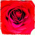 Valentine Science: Love on the mind, red rose photo by Jon Heinrich