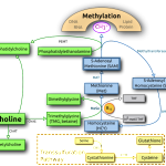 nutritional neuroscience, choline metabolism